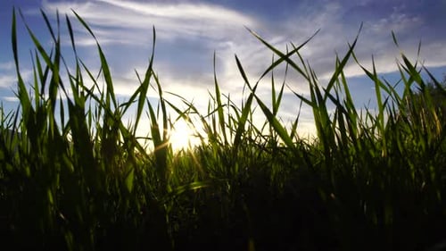Sun Shining Through Grass Blades in Rural Field