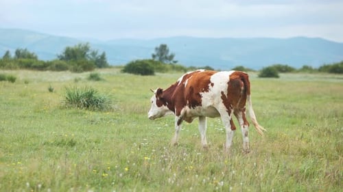 Cow Grazing Peacefully in Green Field