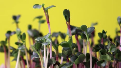 Vibrant Microgreens Growing Against Bright Yellow Background