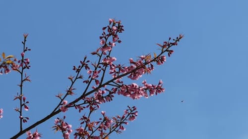 Pink Tree Blossoms Against a Blue Sky