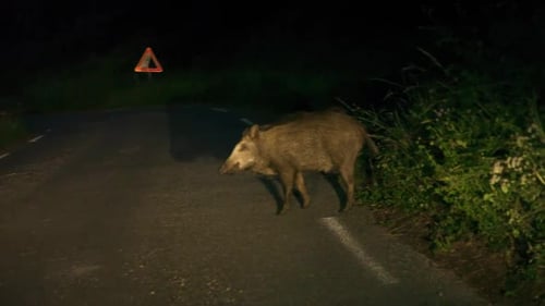 Wild boar crossing road at night