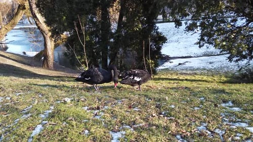 Two Black Swans Stand on Snowy Winter Lawn