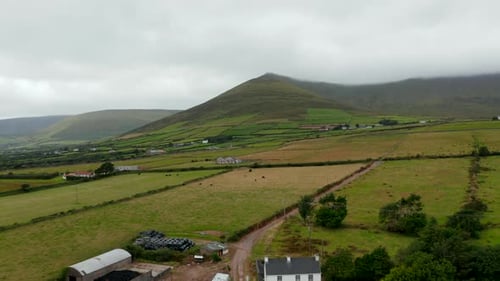 Aerial Ascending Footage of Pastures with Herds of Livestock