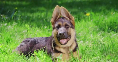 Chiot en bonne santé d'un berger allemand se reposant dans un parc