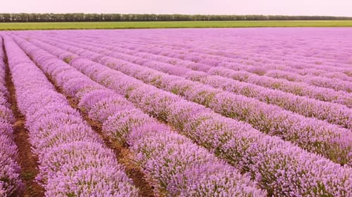 Lavender Fields at the Summer Day Natural Color