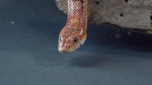 Coronella Brown Snake Crawling on Wooden Snag at Black Background. Close Up