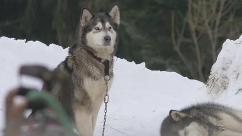 Majestic Alaskan Malamute Posing in Winter Landscape