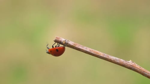 Ladybug Crawling on a Branch in Close-up