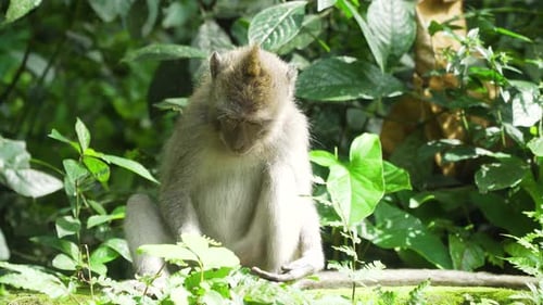 Monkeys in the Forest in Bali