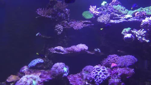 Peixes tropicais e corais subaquáticos