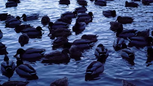 Ducks on the lake swim in the evening