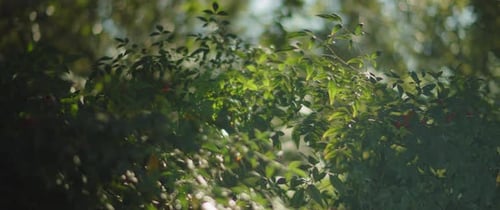 Sun shining upon green bushes in a park