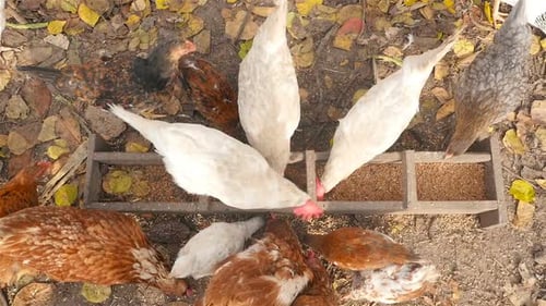 Chickens Eating Grain from Trough on Farm