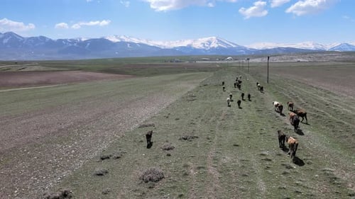 vaches aériennes