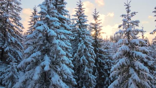 Aerial winter landscape with pine trees of snow covered forest in cold mountains at sunrise.