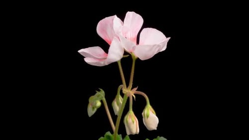 Pink Geranium Flower Blooming in Time Lapse