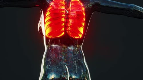 3D Medical Animation Showing Human Lungs Breathing Cycle