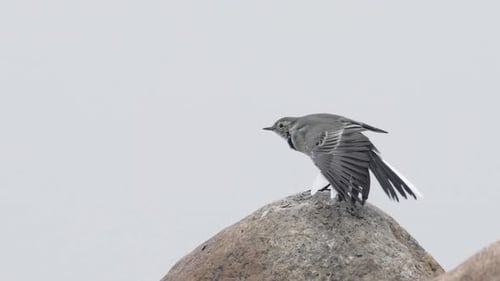 Wagtail Ruffles Feathers on Rocky Perch