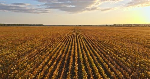 Ripe soy bean field in summer