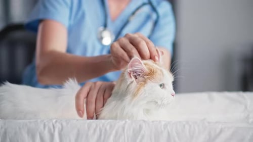 Vet Comforting Cat at Animal Hospital
