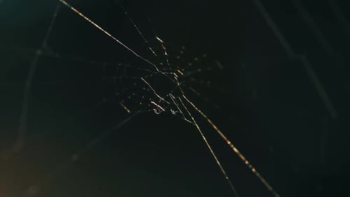 Illuminated Spiderweb Constructed with Silken Threads
