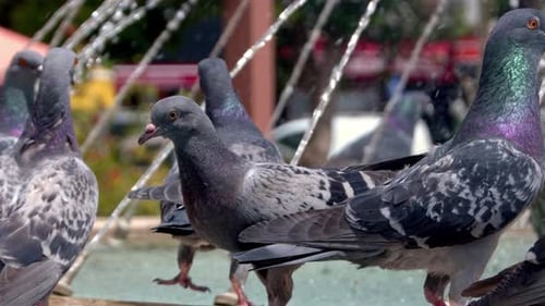 Baby Pigeon Standing Next To The Fountain