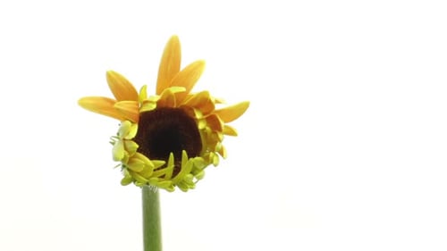 Gerbera Flower Blooming in Time-Lapse on White