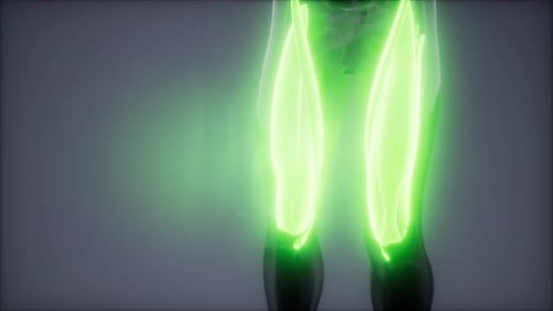 Futuristic 3D Human Quadriceps Muscles Animation