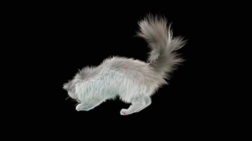 Katze HD