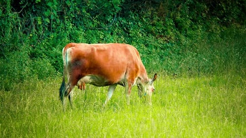 Cow Grazing in a Lush Green Field