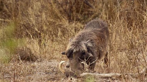 Common warthog in Kruger National park, South Africa