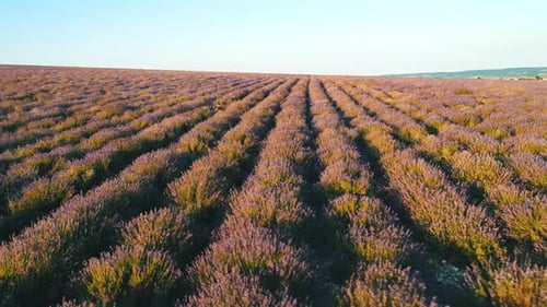 Lavender Field In Provence