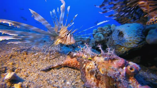 Red Sea Walkman Scorpionfish and Lionfish