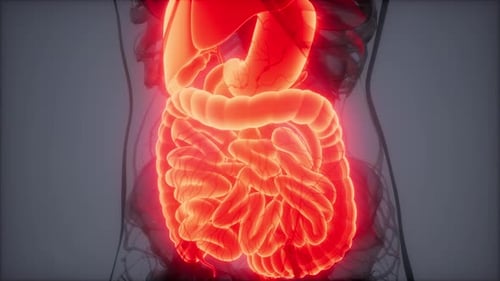 3D Medical Animation of Glowing Human Digestive System