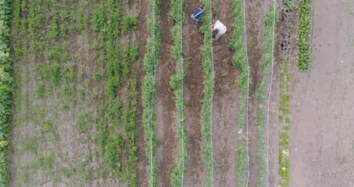 Two farmers working in field 4k