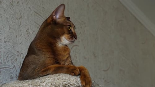Abyssinian Cat Portrait