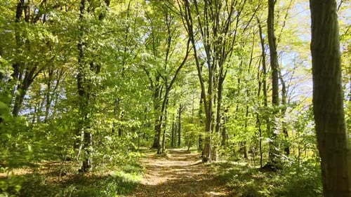 Beautiful Scenery with Light Rays Shining Through Bright Green Woods with Lush Trees in Autumn
