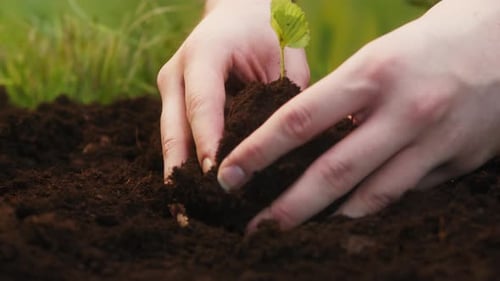 Planting Seedling of Strawberries in the Ground with Hands Closeup Young Plant in Earth Green Little
