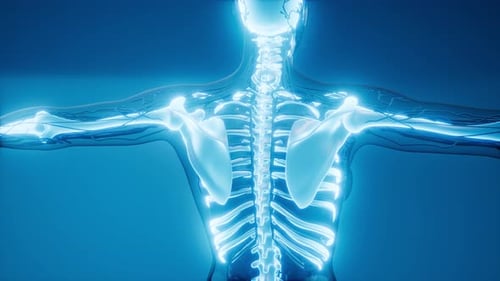 Glowing Human Skeleton and Nervous System Futuristic Scan Animation