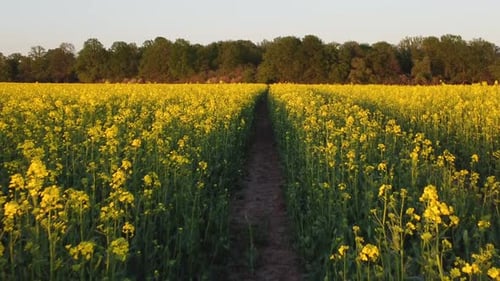 Drone View of Blooming Rapeseed Field