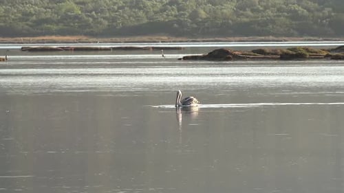 Pelican