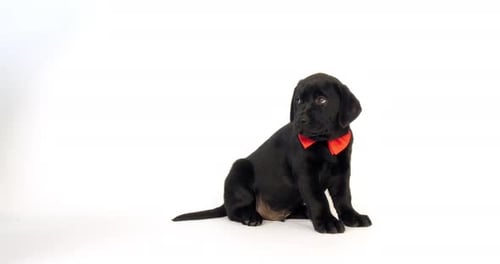 Schwarzer Labrador-Retriever, Welpe trägt eine Fliege auf weißem Hintergrund, leckt sich die Nase, Normandie
