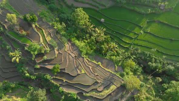 Aerial Shot of the Marvelous Rice Teraces in Mountains During Sunset ...