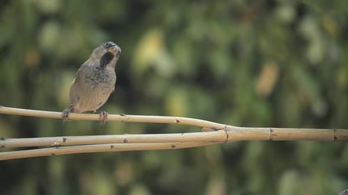 Schwarzkehlsperling landet in Zeitlupe auf einem Ast