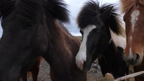 Closeup View of Icelandic Horses Standing on Grassy Field