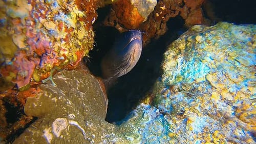 Grey Moray Eel Hiding Among Vibrant Coral Reef
