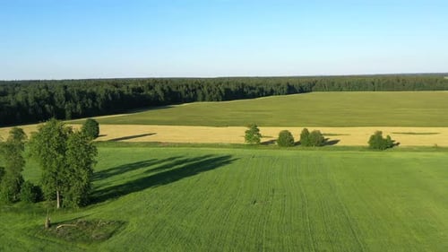 Summer Forest and Field with Trees. Wild Nature. Aerial View
