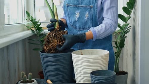 Woman Repotting Plant Indoors in Home Setting