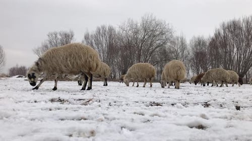 Farm Sheep On The Snow