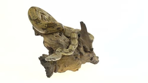 Columbian Boa oder Boa Constrictor Imperator auf Holzhaken isoliert in Weiß